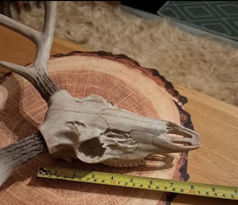 Vand trofeu cerb imitatie din rasina handmade