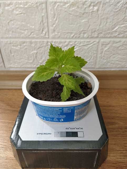 6  копривки + подарък