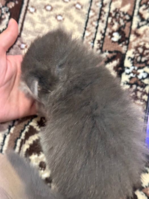 Skotish fold va straight mushikchalari