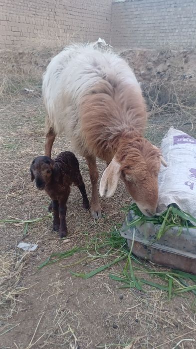 Qõy balasi bilan sotiladi