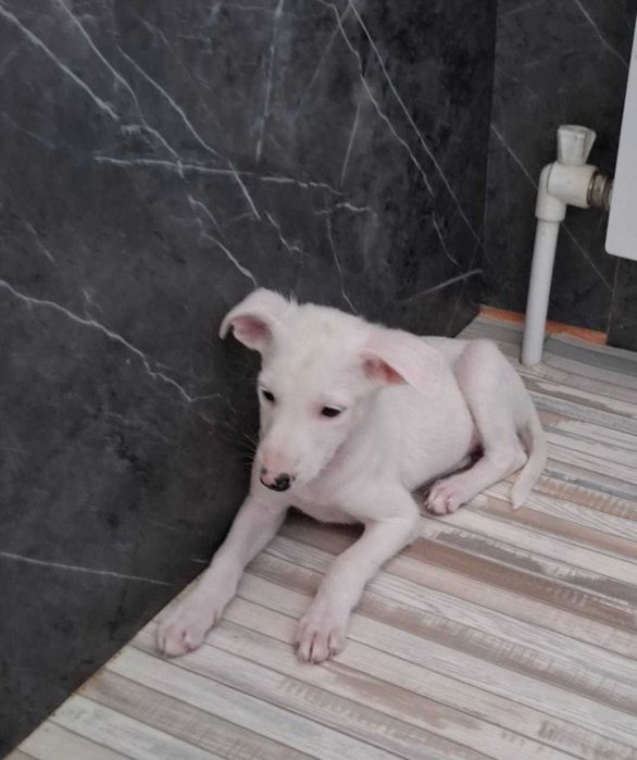 отдам в добрые руки щенков