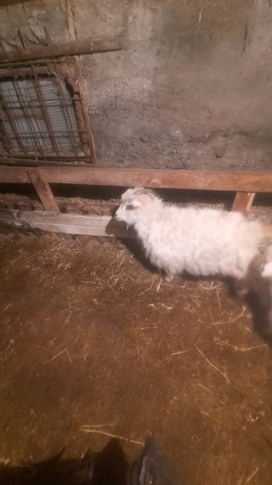 Ешкі ұрғашы 5еуіде семіз