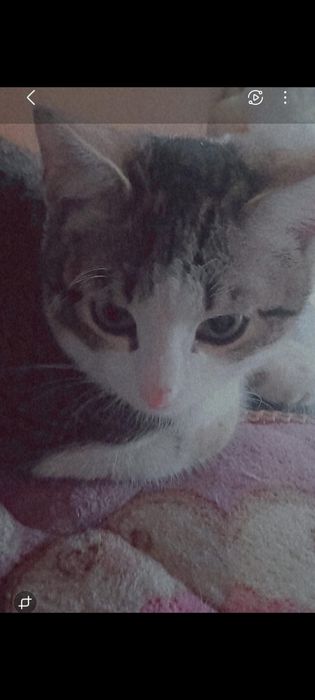 Котик в добрые руки