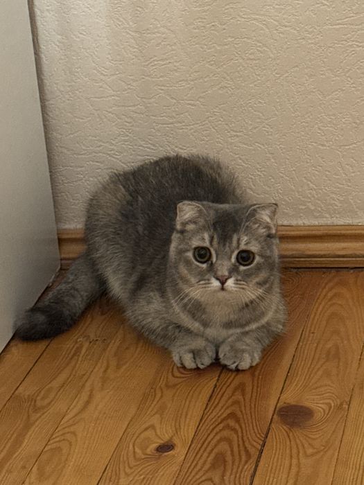 Продается котенок (скоттиш фолд)