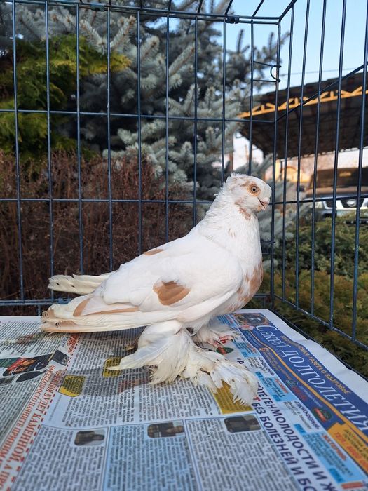 Продам самца 2025 по гульбадамам