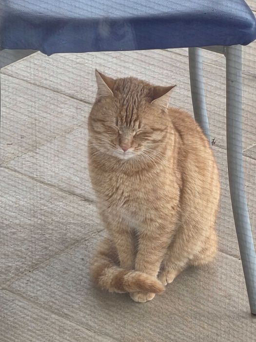 Изгубено коте, търся нов дом за рижо коте или неговите стари стопани