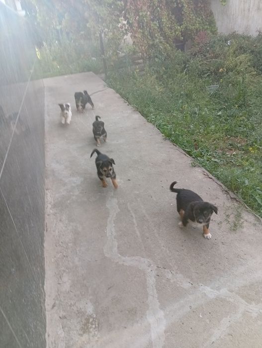 Отдам щенков в хорошие руки