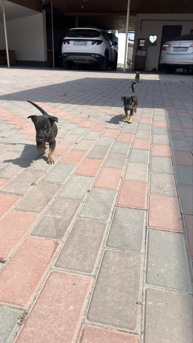 Отдам в хорошие руки шенят