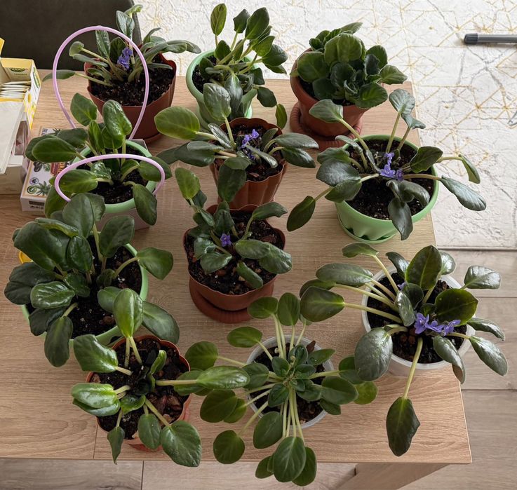 Фиалки цветы комнатные