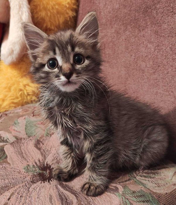 Котята в добрые ручки.