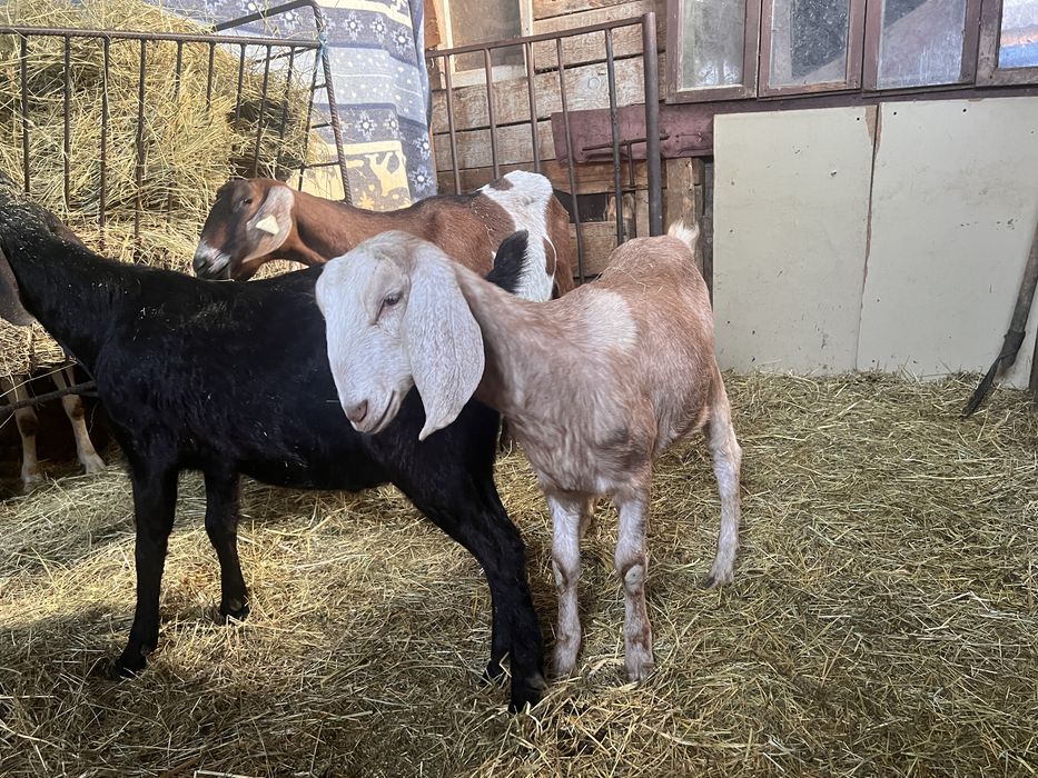 Tapisori si iedute anglonubian