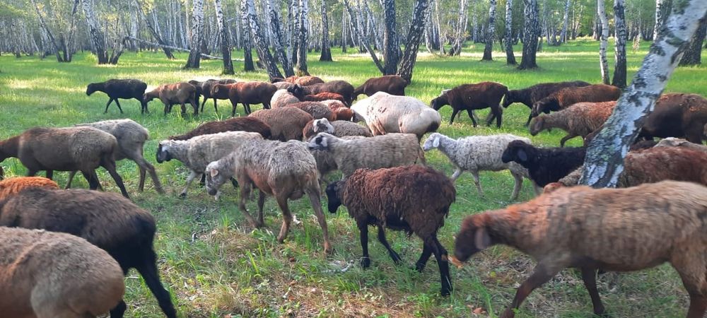 Продам баранов. Кой сатамын