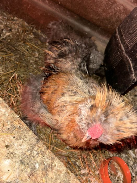 Cocosi matase japoneză