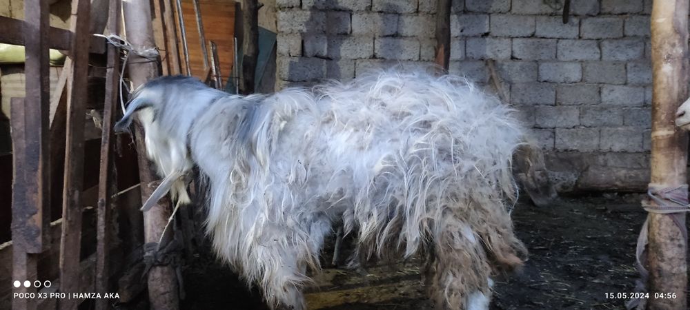 taka sotiladi yangiyolda