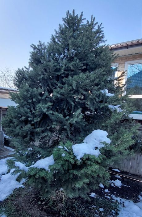 Продам  зеленую ель