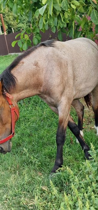 Mânză de vânzare un an jumate