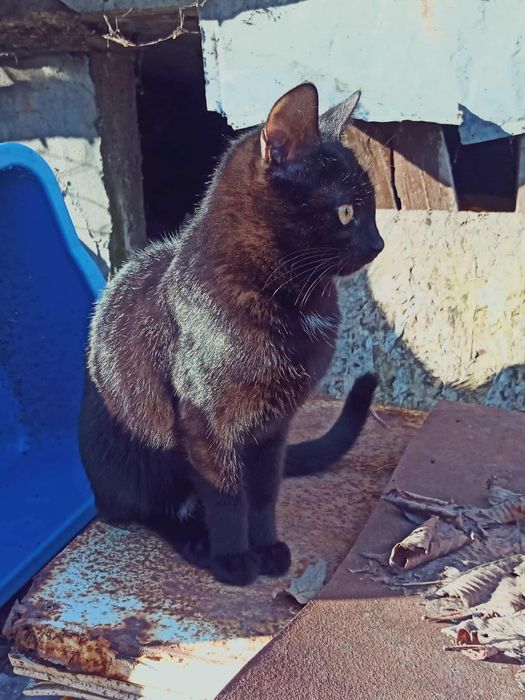 Малко гальовно черно женско коте търси дом