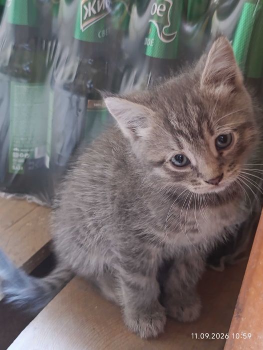 Котята ищут своих людей