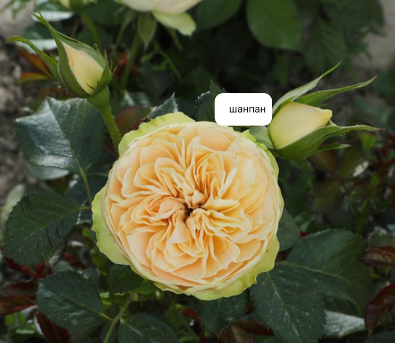 Atrgul kòchatlar optom