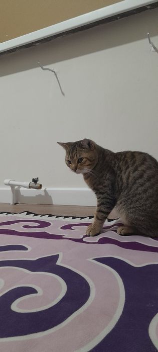 Отдам даром кота