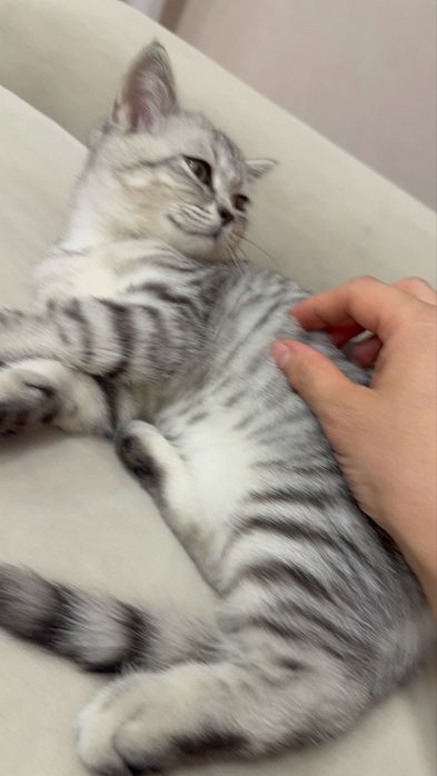 Домашнее животное