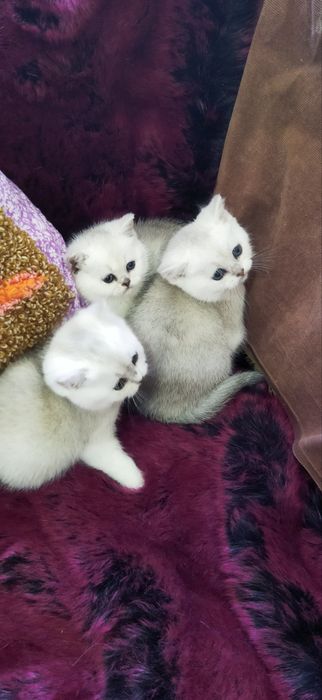 Шотландские котята