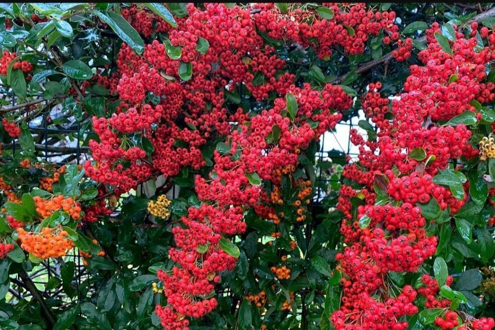 Пироканта кучатлари оптом