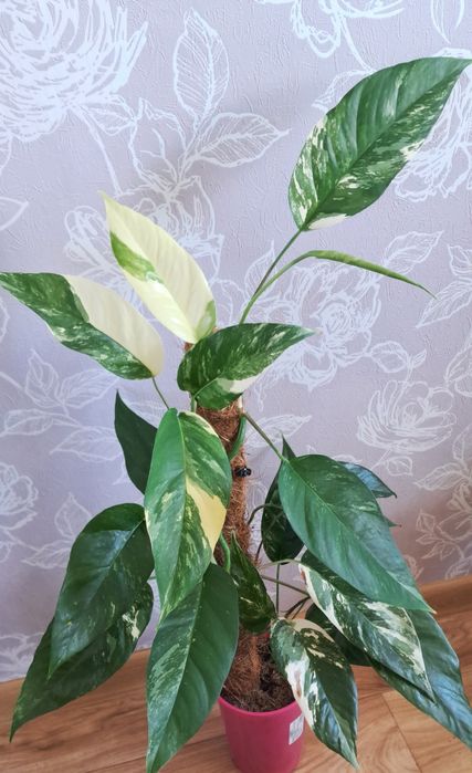 Комнатные цветы неприхотливые