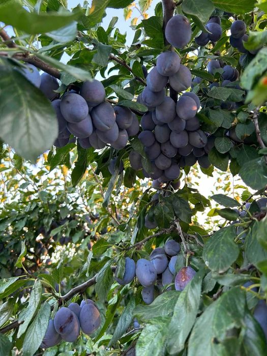 Prune compot/tuica