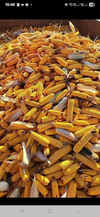 Porumb boabe și știuleți