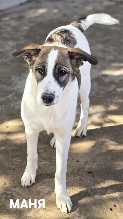 Молодой собаке нужен дом и любящие хозяевв