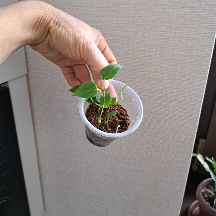 Антуриум мужская счастье