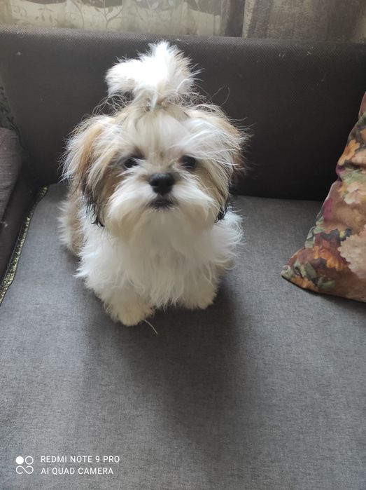 Подрощенные щенки Ши-Тцу