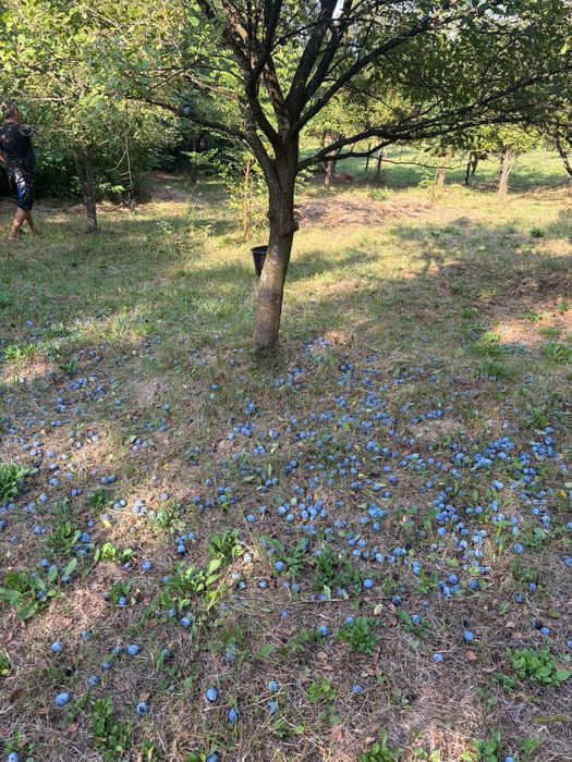 Vand Prune de tuică!