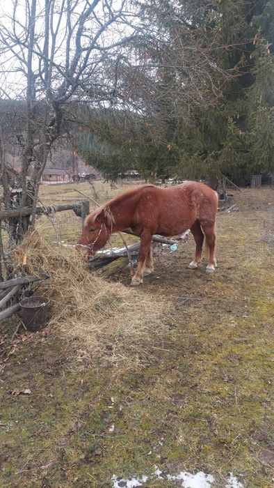 Мъжки и женски кончета