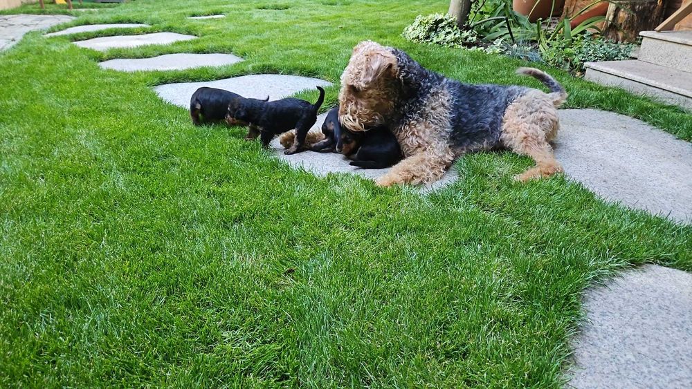 pui Airedale Terrrier cu pedigree de excepție