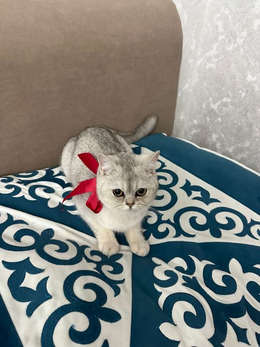 Шотландский прямоухо скоттиш страйт