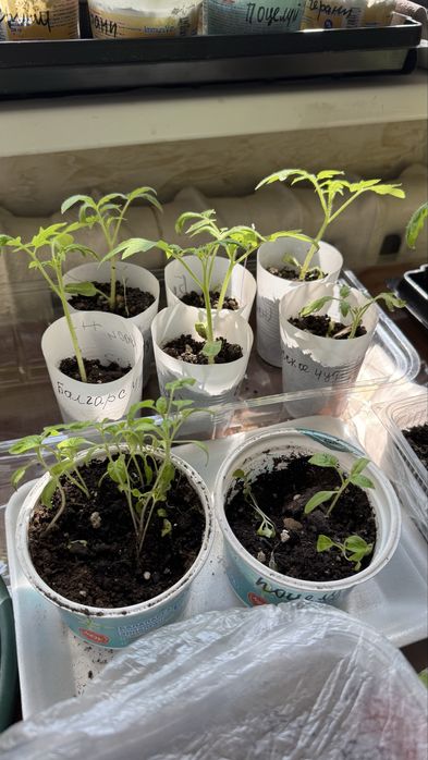 Рассада, помидоры, томаты, алоэ, красулы