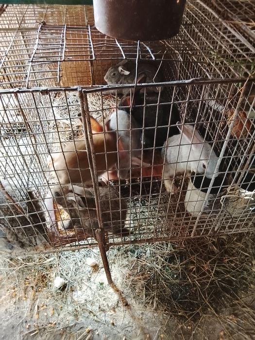 Iepuri mici și mari