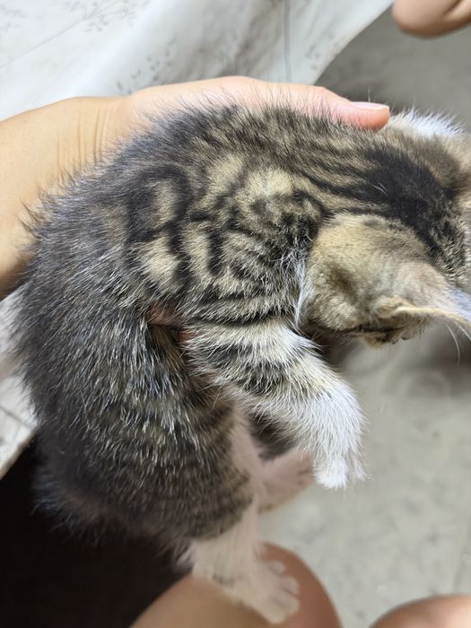 Отдам котят в добрые руки!