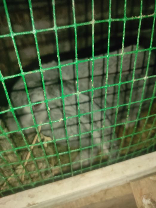 Flander quyon sotiladi