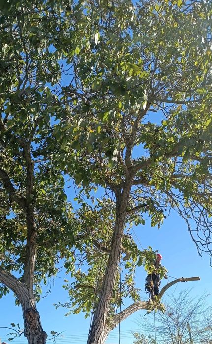 кастрим и оформяме дървете, режем опасни дървета арборист