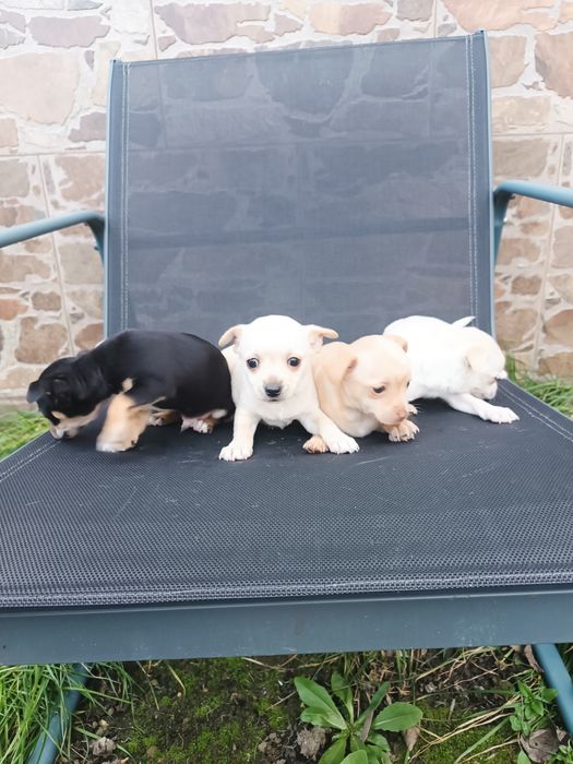 Малки пинчерчета