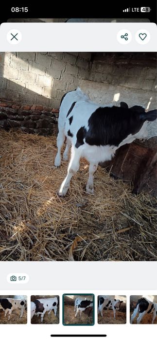 De vanzare vitel in varsta de 2 luni jumate !