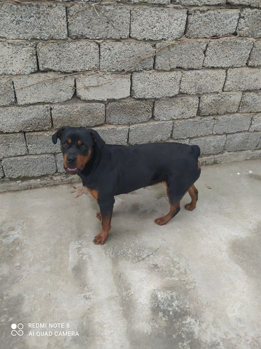 Продается ротвейлер сука 1 годик