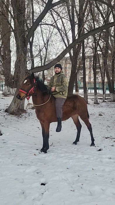 Продам коня полукровка