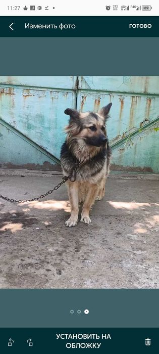 Восточноевропейская овчарка