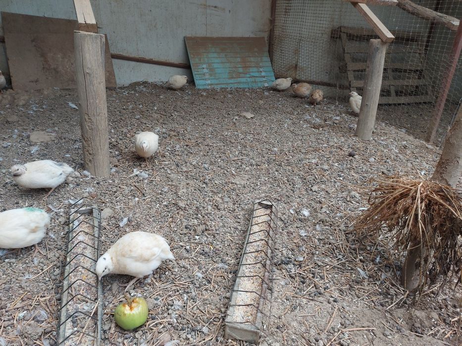 Vând prepelite polar și chinezești