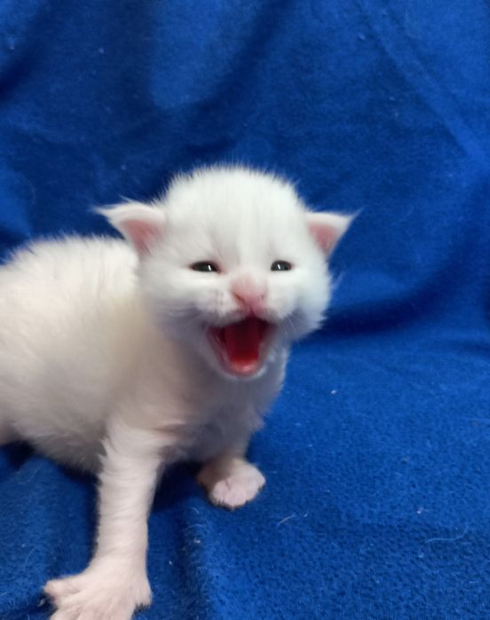 Милейшие котята Мейн Кун