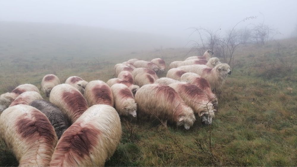 Oi 24 buc huedin cluj